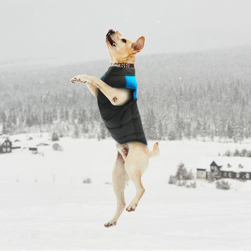 Hond Puppykleding Vestjas Chih - Winter Clothing Colors recensie en prijs
